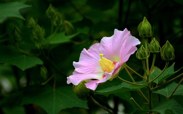 Pink Hibiscus-Flower photo HD Wallpaper Views:7661 Date:2016/1/14 7:54:32