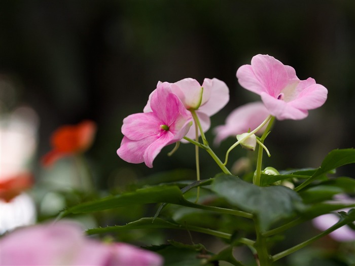 Pink New Guinea Impatiens-Flower photo HD Wallpaper Views:8129 Date:2016/1/14 8:05:23