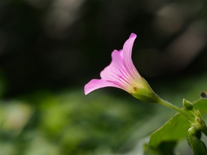 Pink Sorrel-Flower photo HD Wallpaper Views:6642 Date:2016/1/14 8:08:39