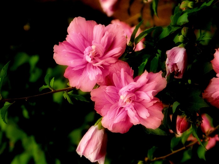 Pink hibiscus-Flower photo HD Wallpapers Views:8016 Date:2016/1/14 7:55:55