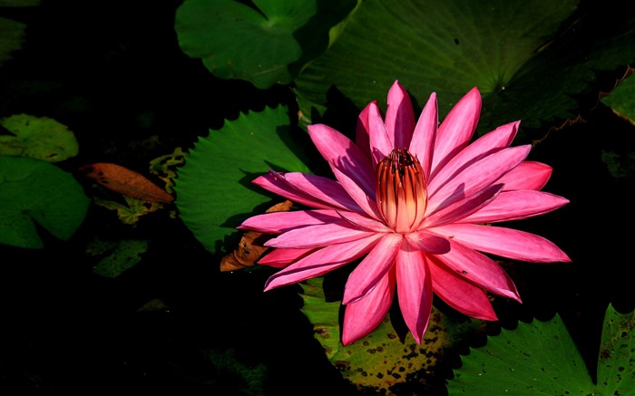 Pink water lilies-Flower photo HD Wallpaper Views:8522 Date:2016/1/14 8:03:45