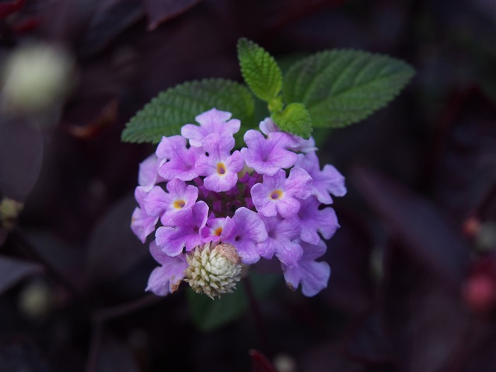 Purple Lantana-Flower photo HD Wallpaper Views:7796 Date:2016/1/14 8:00:59