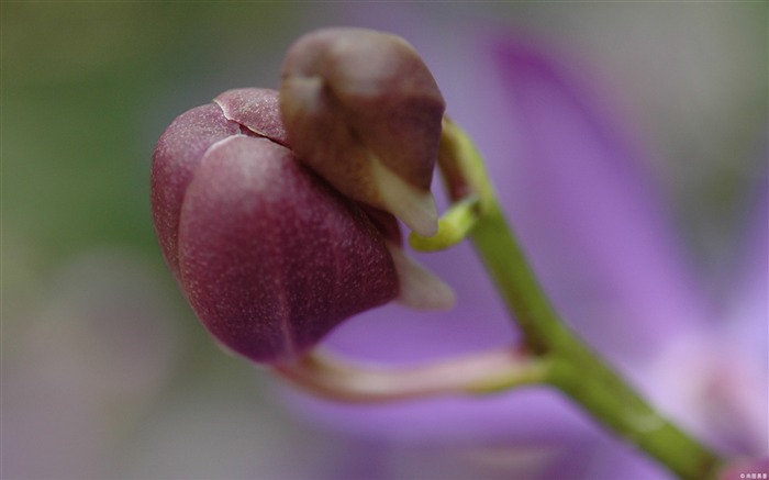 Fleur pourpre-Windows 10 Thème HD Fond d'écran Vues:7377