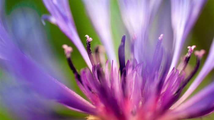 Fleur pourpre macro-Haute Qualité HD Fond d'écran Vues:6724