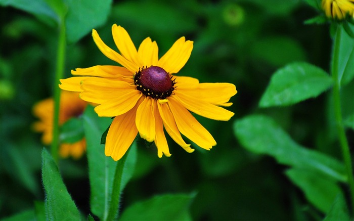 Rudbeckia hirta-Flower photo HD Wallpaper Views:7020 Date:2016/1/14 7:50:53