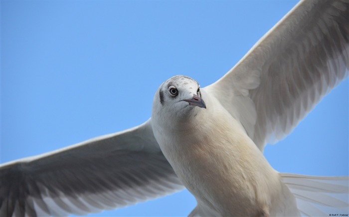 mouette-Windows 10 Thème HD Fond d'écran Vues:8627