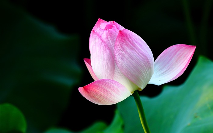 Summer blooming lotus flowers photo wallpaper 01 Views:8546 Date:2016/1/21 8:00:53