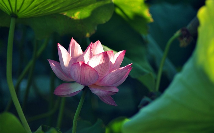 Summer blooming lotus flowers photo wallpaper 02 Views:8383 Date:2016/1/21 8:01:15