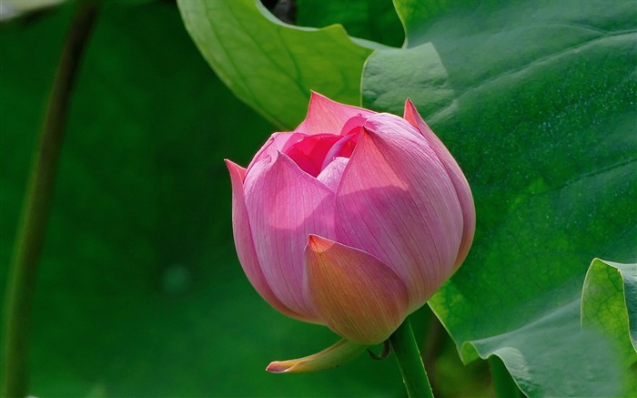 Summer blooming lotus flowers photo wallpaper 03 Views:8932 Date:2016/1/21 8:01:35