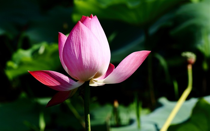 Summer blooming lotus flowers photo wallpaper 05 Views:8133 Date:2016/1/21 8:02:40