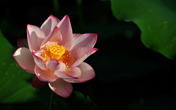 Summer blooming lotus flowers photo wallpaper 06 Views:8421 Date:2016/1/21 8:03:26