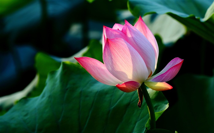 Summer blooming lotus flowers photo wallpaper 09 Views:10768 Date:2016/1/21 8:05:11