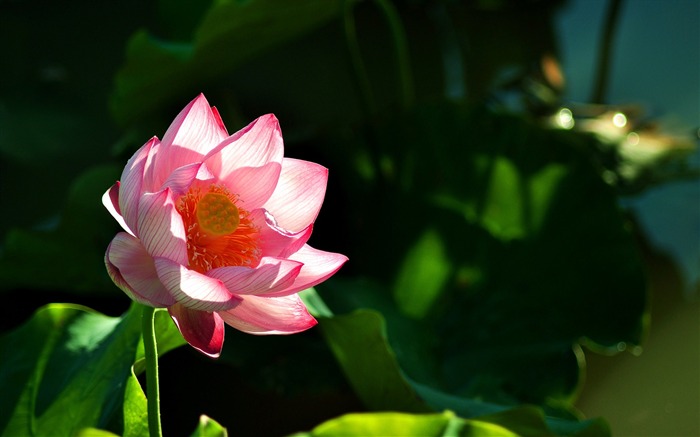 Summer blooming lotus flowers photo wallpaper 10 Views:6868 Date:2016/1/21 8:05:44