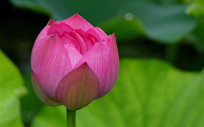 Summer blooming lotus flowers photo wallpaper 11 Views:7565 Date:2016/1/21 8:06:26