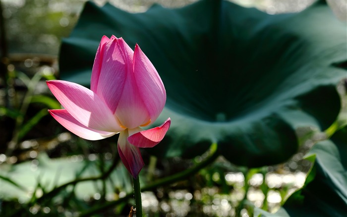 夏ブルームオランダ花の写真の壁紙 ブラウズ:7914