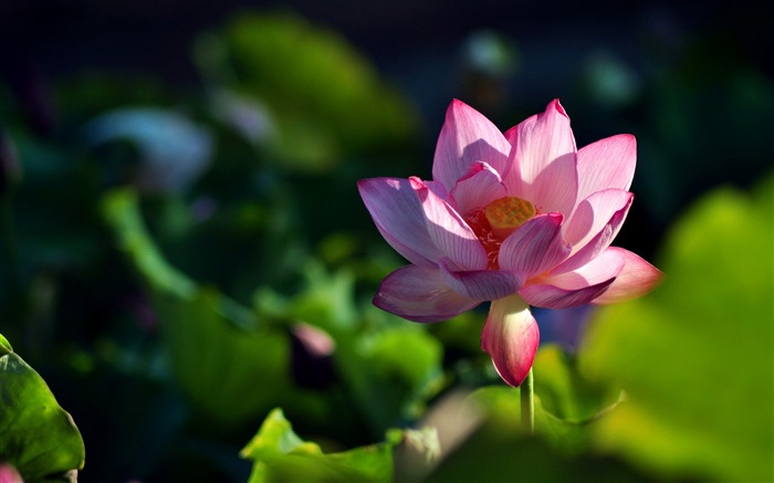 Summer blooming lotus flowers photo wallpaper 15 Views:8913 Date:2016/1/21 8:08:46