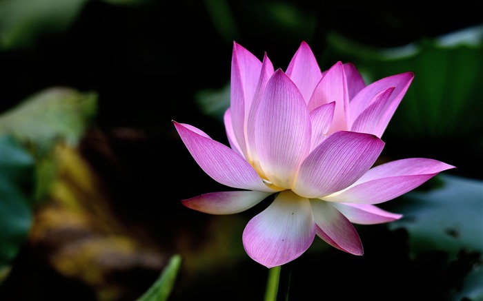 Summer blooming lotus flowers photo wallpaper 16 Views:6432 Date:2016/1/21 8:09:22