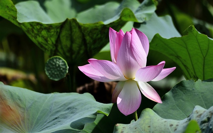 Summer blooming lotus flowers photo wallpaper 17 Views:6921 Date:2016/1/21 8:09:58