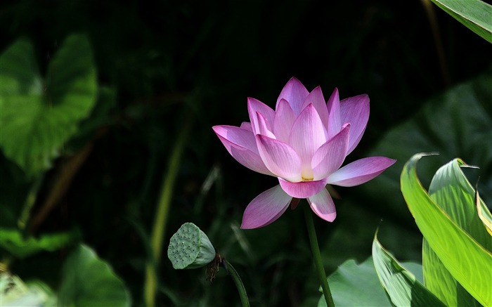 Summer blooming lotus flowers photo wallpaper 18 Views:7308 Date:2016/1/21 8:10:36