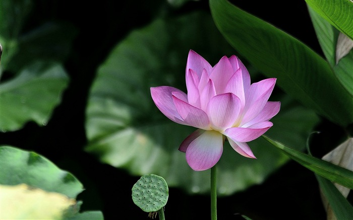 Summer blooming lotus flowers photo wallpaper 19 Views:7574 Date:2016/1/21 8:11:18