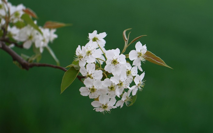 White Pear-Flower photo HD Wallpaper Views:8062 Date:2016/1/14 8:00:05