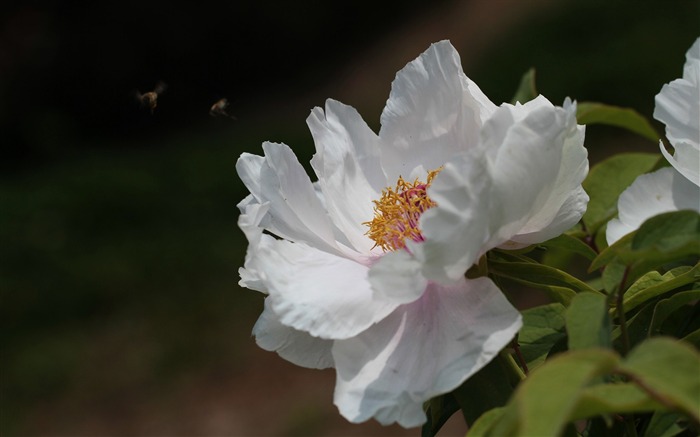 White Peony-Flower photo HD Wallpaper Views:11725 Date:2016/1/14 8:01:38