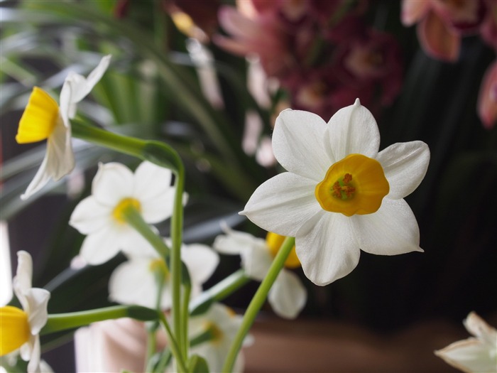 White daffodils-Flower photo HD Wallpaper Views:7393 Date:2016/1/14 7:51:40