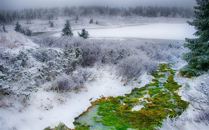 Estações de inverno floresta verde grass-Landscapes HD Wallpaper Visualizações:8935