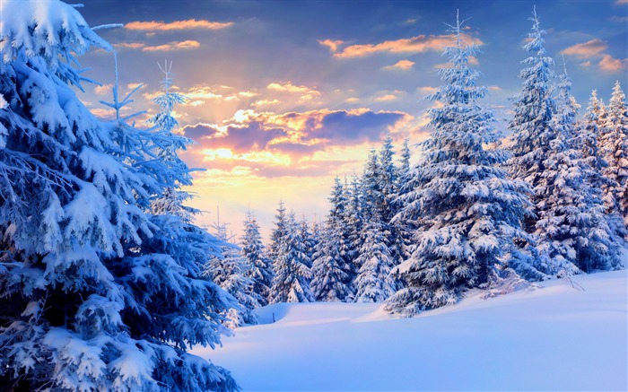 Árvores de inverno floresta de neve-Paisagens HD Wallpaper Visualizações:29360