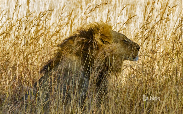 Un lion en parc national de Hwange au Zimbabwe-2016 Bing Fond d'écran Vues:8316