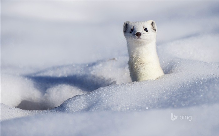 Um Stoat exibindo seu casaco de inverno - 2016 Bing Desktop Wallpaper Visualizações:14050