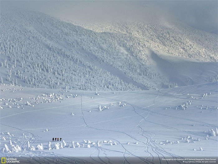 Aomori Japan winter spectacle-2015 National Geographic Wallpaper Views:8028 Date:2016/2/18 6:10:37