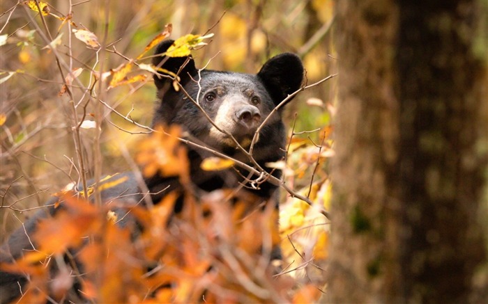 Bear Nature Autumn Forest-Animal World HD Wallpaper Views:10668 Date:2016/2/24 7:41:40