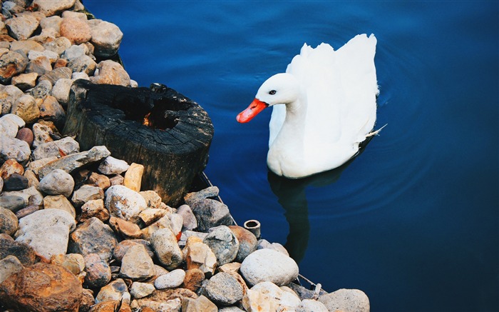 Beautiful white swan-High Quality HD Wallpaper Visualizações:6396