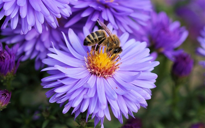 Abeja flor polinización-alta calidad fondo de pantalla HD Vistas:9358