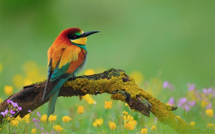 Bird bee-eater branch flower-Animal Photo HD Wallpaper Views:9699 Date:2016/2/2 6:05:17