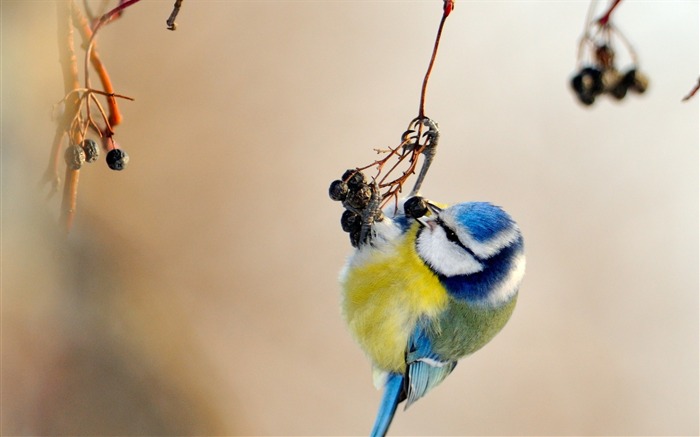 Bird titmouse branch spotted-Animal Photo HD Wallpaper Views:8514 Date:2016/2/2 6:06:28