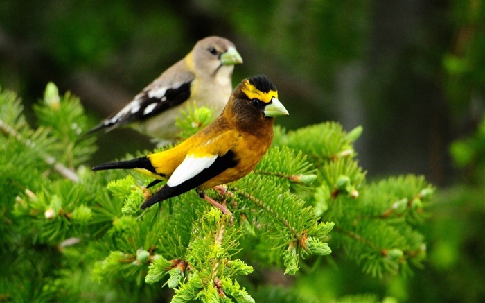 Birds pair branch sit leaves-Animal Photo HD Wallpaper Views:7681 Date:2016/2/2 6:08:32