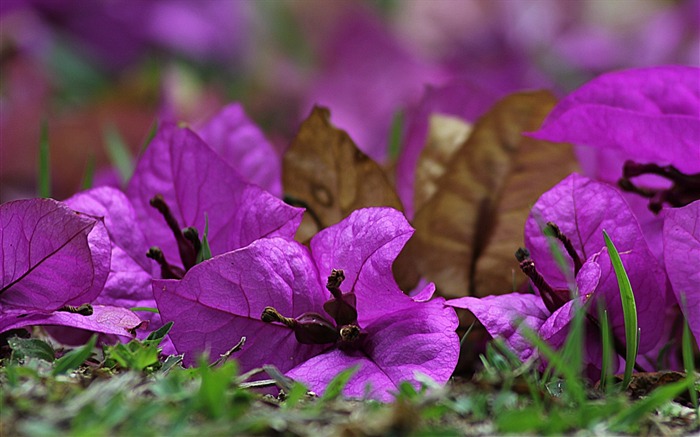 Pétalas de flores de Bougainvillea - papel de parede de alta qualidade HD Visualizações:8425