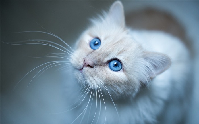 Focinho de gato birmanês azul Visualizações:10229