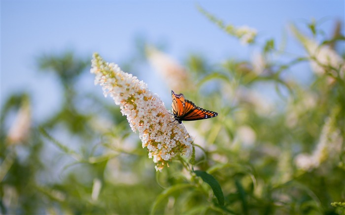 Borboleta deixa padrões de grama inseto-Animal Photo HD Wallpaper Visualizações:7930