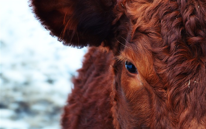 Cow face eyes hair-Animal World HD Wallpaper Views:7897 Date:2016/2/24 7:43:14