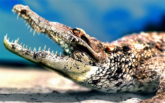 Predador de dentes de focinho de crocodilo - Papéis de parede de fotos animais Visualizações:10446