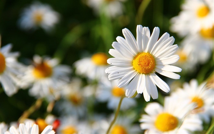 Daisies flowers field blurriness-High Quality HD Wallpaper Views:11287 Date:2016/2/11 6:46:16