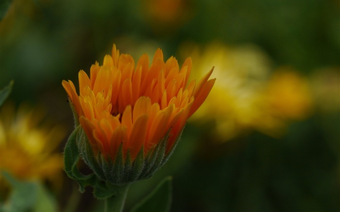 lueur jour-Fleurs Photo HD Fond d'écran Vues:7227