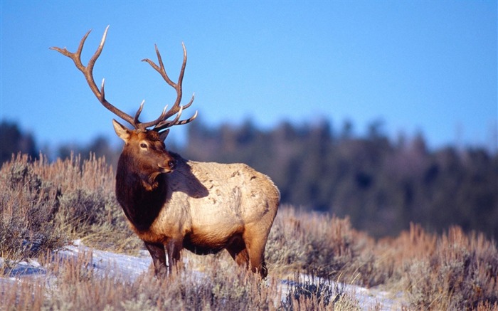 Deer Antlers Sky Winter-Animal World HD Wallpaper Views:8785 Date:2016/2/24 7:44:29