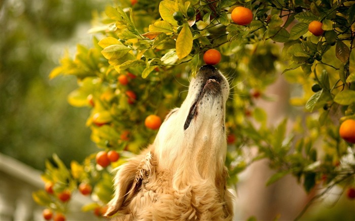 Dog tangerines branch curiosity-Animal Photo HD Wallpaper Views:7200 Date:2016/2/2 6:14:38