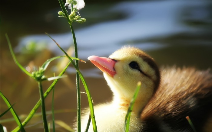 Duckling twigs grass baby-Animal Photo HD Wallpaper Views:9895 Date:2016/2/2 6:16:19