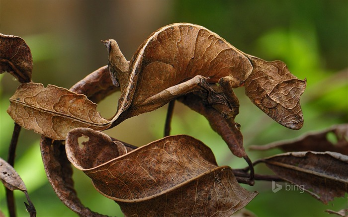 Fantasma Gecko Madagascar -2016 Bing Wallpaper Visualizações:9103