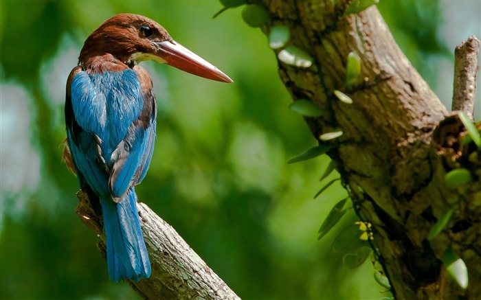 羽毛樹鳥喙 - 動物世界高清壁紙 查看次數:6845